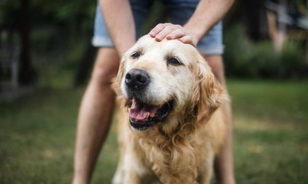 Un perro con su dueño (Jaromir Chalabala vía Getty Images)
