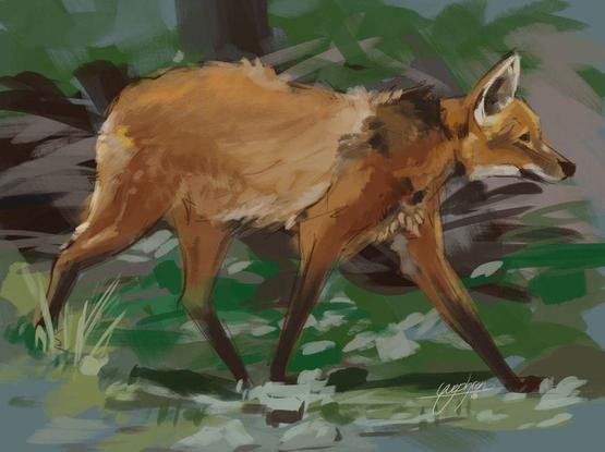 Digital sketch of a Maned Wolf. There is a suggestion of greenery in the background, maybe even a a tree, and some tufts of grass in the foreground. The maned wolf is walking towards the right, the orange-red tint's of its fur contrasting with the darker and greener background.