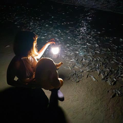Photo of Lety and the Creature Mastodon stuffed toy watching hundreds of small, flopping silver fish beached on a shore during midnight. From top to bottom, Lety is shown wearing a metallic silver bikini top, black polyester overalls, and purple rain boots. Her overalls are pulled down at the waist to show off her bikini as she kneels at the shore, her right knee in the wet sand, and the Creature propped up on her left knee with her right hand on its back. In Lety's left hand is a bright LED lantern held up to the waves carrying thousands of California grunion onto the sandy shore as she and the Creature watch the natural phenomenon.
