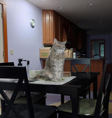 My cat looking at me with that look that's says "feed me!" But I'm in a work meeting.