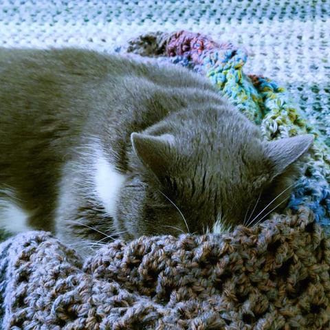 Grey and white tuxedo cat sleeping on a bed with an afghan covering his face.