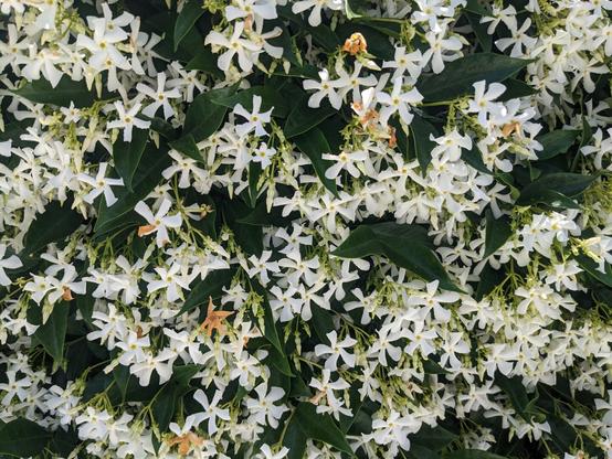 Close up of part of a hedge almost completely covered with five-petaled white flowers.