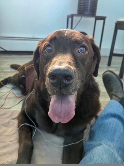 A chocolate lab with acupuncture needles in his body.