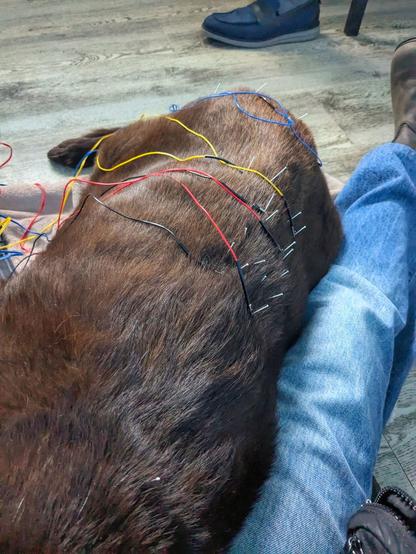 A chocolate lab with acupuncture needles in his body.