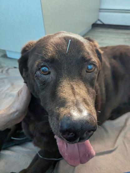 A chocolate lab with acupuncture needles in his body.