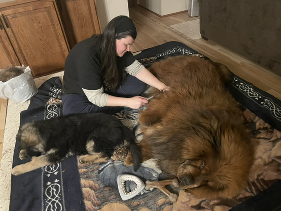 A very large, fluffy dog lies on a throw rug on its side while being brushed by a human. The dog is a Tibetan Mastiff with a very thick coat of reddish brown fur. A young dog with black and tan fur entertains itself off to the side.