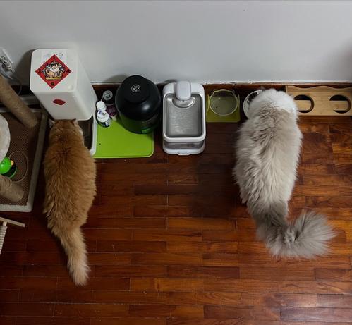 An orange cat on the left and a white cat on the right both eat dinner. Between them are some bowls and a water machine