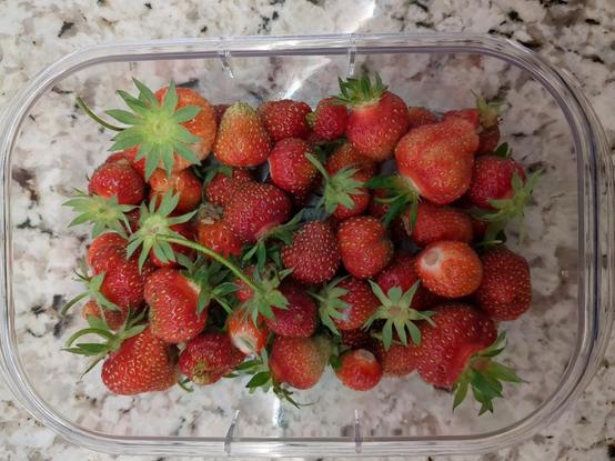 Container of about two cups of freshly picked strawberries of various sizes.