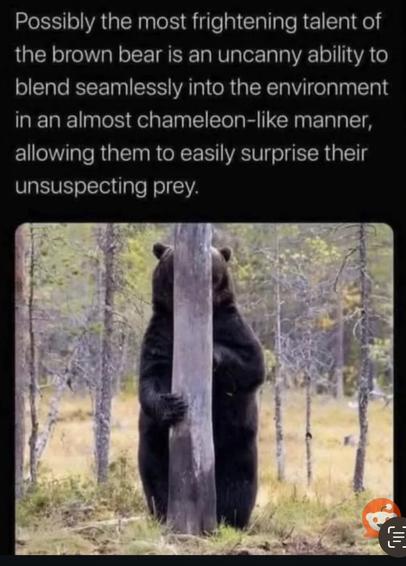 Bear behind a pole