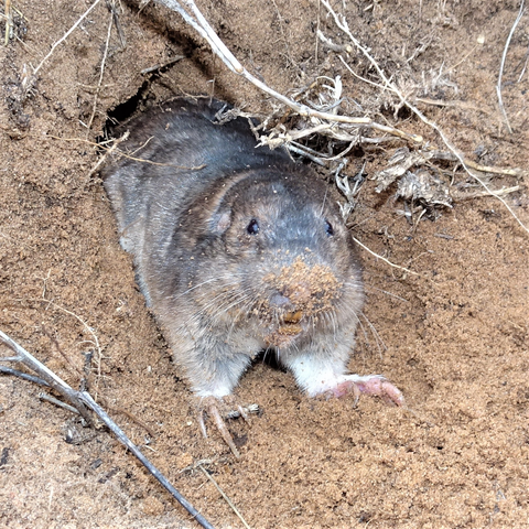 A gopher backed up in a hole, head facing out, looking at observer with cute beady black eyes. It's toes have long claws for digging in the soil.