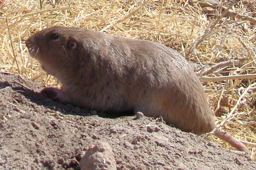 Side view of a gopher, showing profile of this stocky rodent with short, glossy fur.