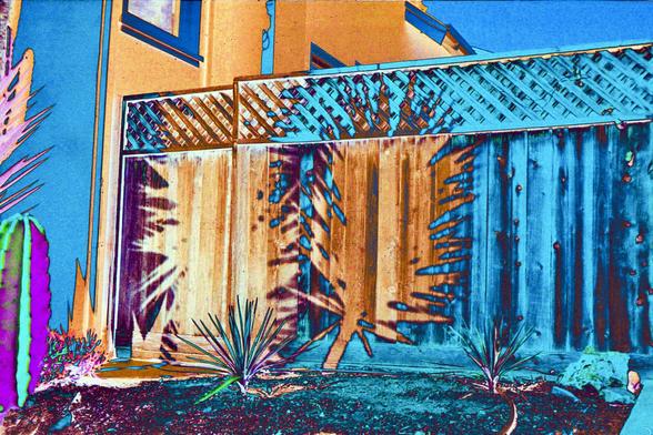 photo of a cactus and spiky palm casting a shadow on a wooden fence. the colors have been altered to a psychedelic shades of blue, amber, purple, and peach