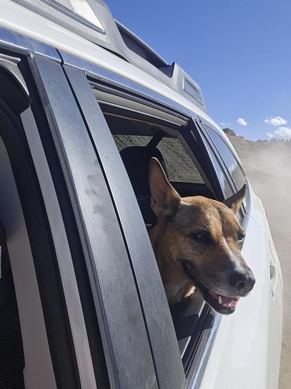 Happy Reddish tannish dog hanging her head out of a car window driving down a dusty road.