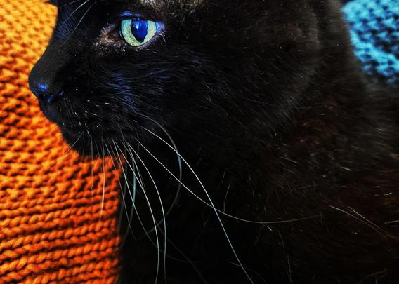 A black cat does a profile head pose against two contrasting throws, one on each side of his head, one orange, one teal. You can see his green eye reflecting a blue light. He has long whispers that look white and bluish because they're reflecting the light shining off-screen.