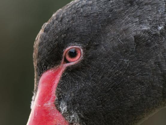 A close up portrait of a black swans head from the side