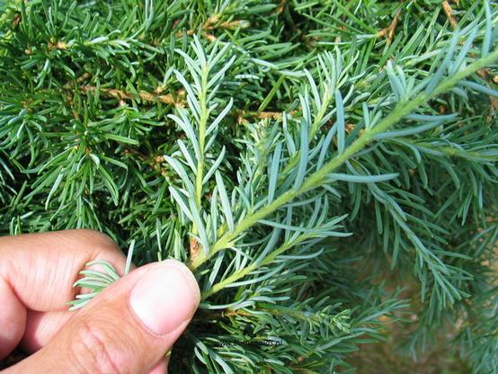 Photo of treespecies Tsuga mertensiana : Category is loot