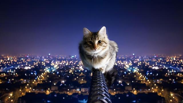 a cat which is sitting on a tightrope very high up in the sky