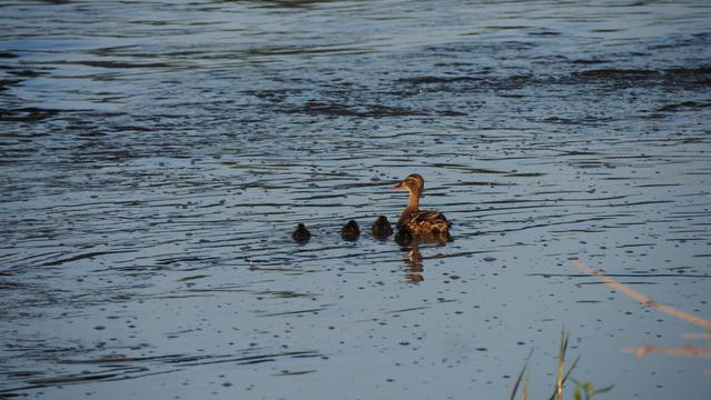 Entenfamilie auf dem Fluss