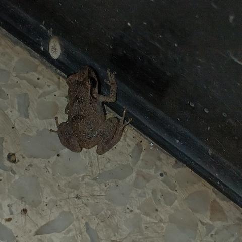A close-up photo of a tiny frog next to a wall.