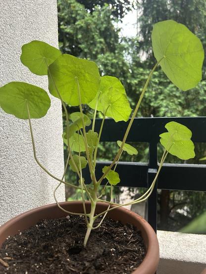 Pianta con foglie a parabola a steli molto lunghi