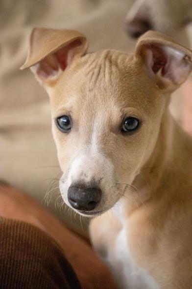 Light-coloured puppy looking at the camera.