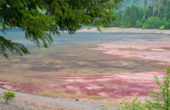View from the shore; overhanging fir branch, deep water, shallow water, flat sand, then steeper slope leading up to evergreen forest. The shallow and flat areas are covered with short, red or pink plants.