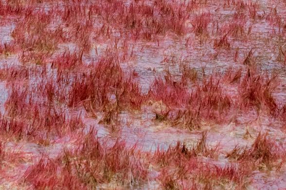 Closer view of the plants. They look like short, thin, red grass, in clumps with a bit of pale brown at the base.