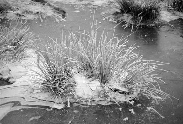 Black and white photo of a bunch of reeds, covered in light hoar frost, surrounded by smooth dark ice except for an interesting patch of white ice to the left of the reeds. Other reed bunches are visible including one in dark shadow at top right.