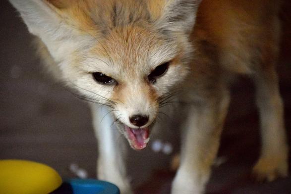 Close up of a fennec fox. Seems to protesting about something.