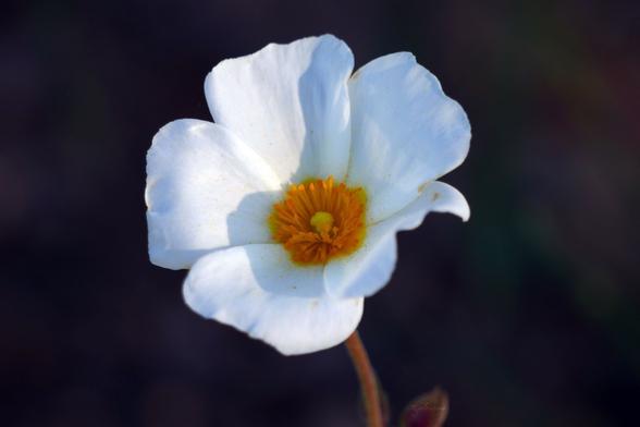 Gros plan sur une fleur de ciste à feuille de sauge. La fleur est composée d’une corolle de 5 pétales blancs et assez larges. Au centre, des étamines d’un beau jaune orangé encerclent un petit pistil jaune clair. La fleur est partiellement ensoleillée avec une ombre délicate sur son centre. Elle ressort sur un fond très sombre.