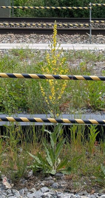 Hinter zwei gelbschwarz gestreiften Absperrbändern steht eine hoch aufgeschossene Pflanze mit langen grünen Blättern im unteren Drittel und vielen gelben Blüten an verzweigten Stielen im oberen Drittel. Sie steht im Schotter und ist umgeben von Gras, das auch im Schotter wächst.