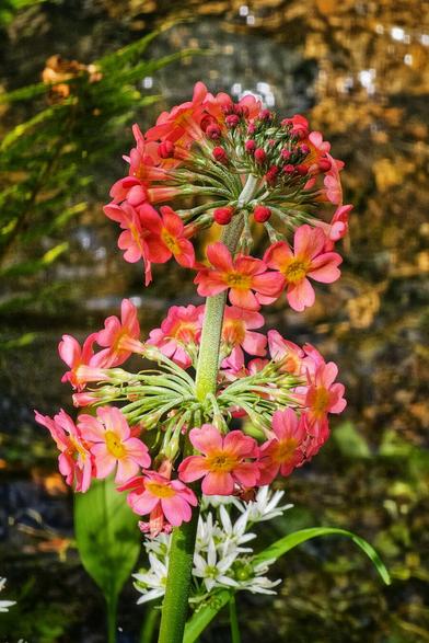 A close-up shot of a Kandelaberviva flower with vibrant pink and orange petals arranged in tiers around a central green stalk. The background is blurred, showing hints of green foliage and the darker tones of flowing water.