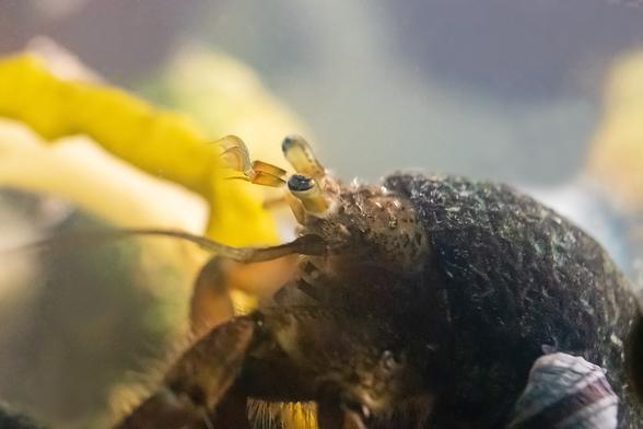 Side view of a Hairy hermit crab. The light shines on the top of his carapace, highlighting the tiny hairs. The eyes on stalks seem to be looking upward; between them, the antennules stretch out. They have a green shading to orange segment, then a S-curved  segment, pale bluish, ending in a point; below that, there's a small spike; these are sensory organs, smelling and tasting the water. The hermit wears a round, dark grey shell. At the bottom of the photo, light shines from behind through the leg hairs. Background; water, pieces of bull kelp.