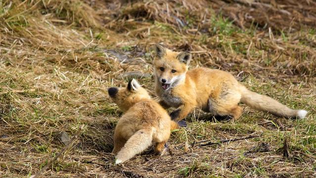 Two young foxes appear to be playing on a ground and background of long green and yellow grasses. One fox is facing the camera while the other is facing the other fox. They are both red coat with black on the stomach and inner ears. The fox facing the camera is standing while the one facing away is crouching.