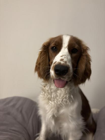 A friendly brown and white Welsh Springer Spaniël with a fluffy coat is sitting against a light-colored wall, sticking out its tongue and looking at the camera. The background features soft bedding.