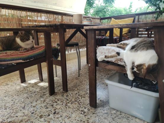#Fitsos & #Anarchodiva #Rallou on balcony #Caturday of course as every day #CatsOfMastodon
The image depicts a cozy outdoor setting with two cats lounging on furniture. The floor is made of terrazzo tiles, and the area is enclosed by a bamboo fence, suggesting a patio or balcony. On the left, a cat with a mix of brown, white, and black fur is resting on a colorful woven cushion atop a wooden bench. The bench is positioned under a wooden table. On the right, another cat with similar fur patterns is lying on a cushioned seat, partially under a table. This cat is reaching into a gray plastic storage bin placed on the floor. The background features a wooden chair with a yellow cushion and a view of greenery, indicating a garden or park setting. The scene is peaceful, with the cats appearing relaxed and comfortable in their environment.

Provided by @altbot, generated privately and locally using Ovis2-8B

🌱 Energy used: 0.189 Wh