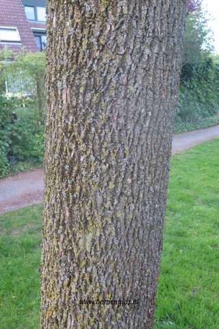 bast-bark-rinde-ecorse-corteza