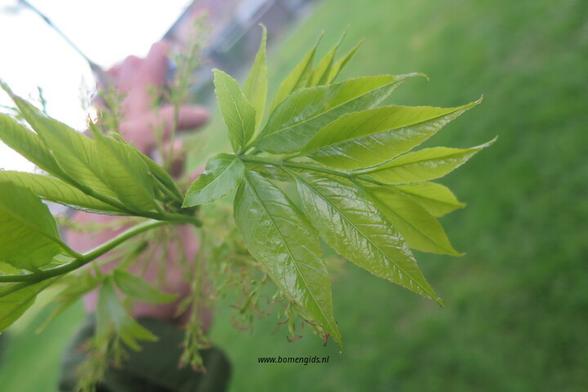 lente-spring-fruhling-printemps-primavera