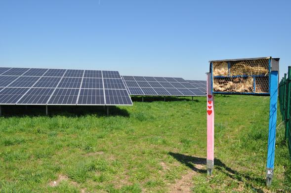 Ein bunt bemaltes, kleines Insektenhotel mit rosa und blauen Pfosten steht am Rand einer Wiese mit großen Photovoltaikmodulen. Das Hotel ist mit Stroh und Holz gefüllt und von einem Drahtgitter geschützt. Der Himmel ist klar und blau.