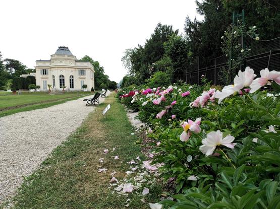Das Schloss Bagatelle in der linken Bildhälfte, während die imposante und farbige Pfingstrosenpflanzung des Gartens die rechte Seite des Bildes füllt.