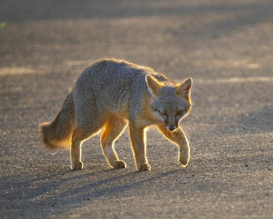 A grey fox walking over a sand or gravel ground. Head lowered and they look very intensly towards the camera.