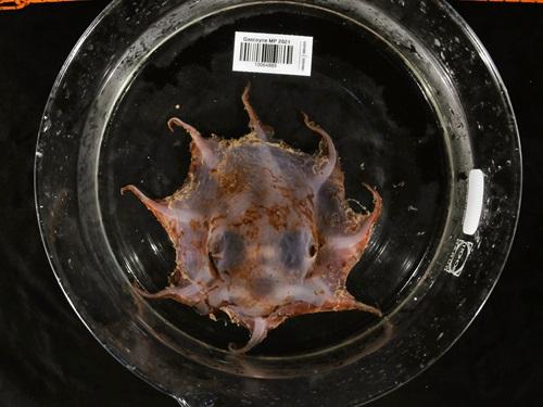 Photo of a preserved specimen of a small octopus with big eyes and short arms. It is placed in a glass beaker with a barcode sticker.