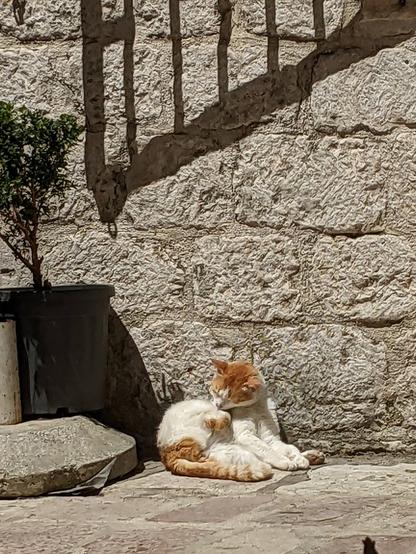 Cat in the sun in the old town of Kotor