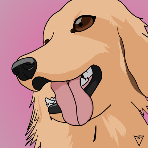 a digital art drawing of a golden retriever with its tongue sticking out, on a pink background.