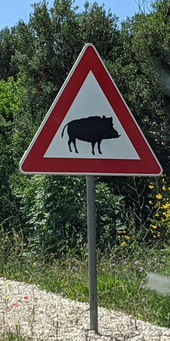 My favourite road sign warning of wild pigs