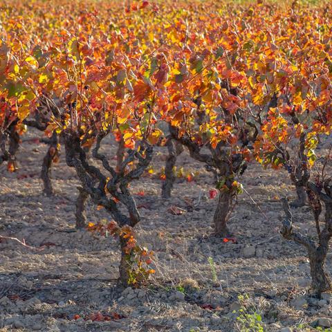 Vineyard in autumn.