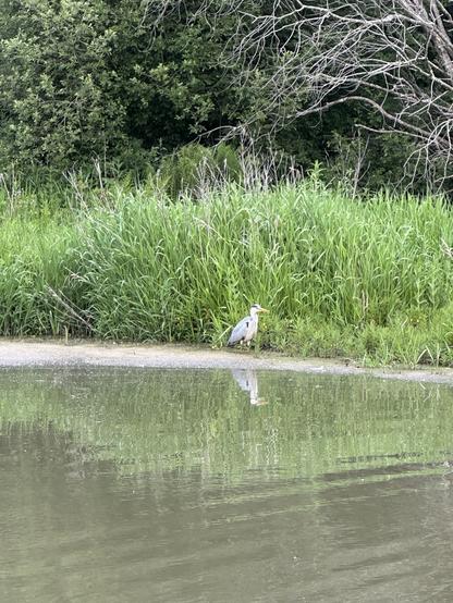 A grey heron at the edge of an old mill lodge edged with long grass and trees