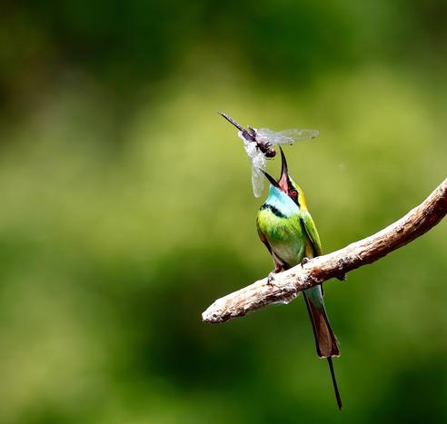 A very colorful bee-eater perches on a branch, its beak wide open to catch a huge dragonfly.  At least, it will try, but that's one damn big bug!

The photographer is Michael Amin.