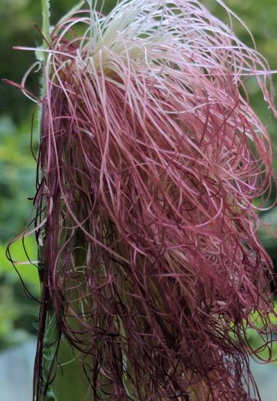Die als Seide bezeichneten Fäden, die oben aus dem Maiskolben herauswachsen als weibliche Blüte, der Narbe. Sie sind sehr feine, lange Fäden, welche am Ansatz weiß und später immer dunkel roter werdend sind.
Sie sehen aus wir ein Pferdeschweif. Unten ist ein ganz klein wenig von dem hellgrünen Maiskolben zu sehen.