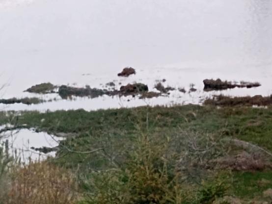 A saltwater marsh, all grass, except for a few hours each day, during low tide. It looks like tiny islands, just enough to stand on. Grassy humps in the ocean. 10 yards out, 50 yards wide, ripped away, eroded and gone forever.